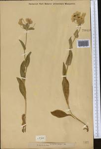 Володушка золотистая Fisch., Средняя Азия и Казахстан, Джунгарский Алатау и Тарбагатай (M5) (Казахстан)