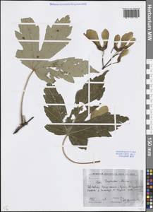 Acer heldreichii subsp. trautvetteri (Medw.) A.E.Murray, Кавказ, Ставропольский край, Карачаево-Черкесия, Кабардино-Балкария (K1b) (Россия)