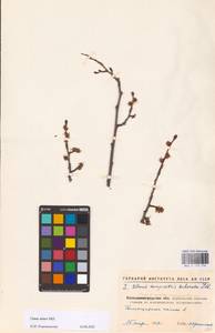 Вяз малый Mill., Восточная Европа, Северо-Украинский район (E11) (Украина)