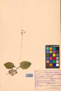 Liparis campylostalix Rchb.f., Сибирь, Дальний Восток (S6) (Россия)