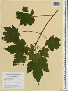 Клен ложноплатановый L., Крым (KRYM) (Россия)