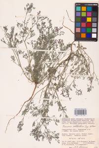 Дымянка Шлейхера Soy.-Will., Восточная Европа, Нижневолжский район (E9) (Россия)