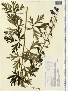 Aconitum firmum subsp. fissurae Nyár., Восточная Европа, Центральный район (E4) (Россия)