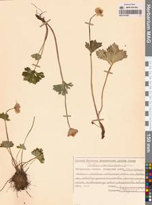 Купальница бумажночашелистиковая Schipcz., Сибирь, Чукотка и Камчатка (S7) (Россия)