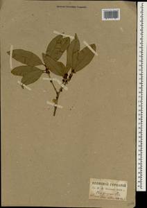 Osmanthus fragrans var. aurantiacus Makino, Зарубежная Азия (ASIA) (Япония)
