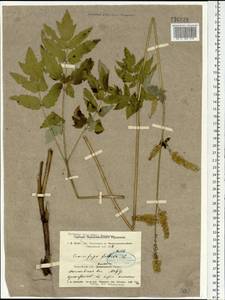 Клопогон вонючий L., Сибирь, Центральная Сибирь (S3) (Россия)