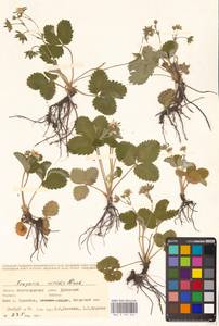 Земляника зеленая, Полуница Duchesne, Восточная Европа, Нижневолжский район (E9) (Россия)