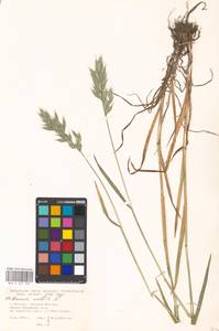 Bromus hordeaceus subsp. hordeaceus, Восточная Европа, Московская область и Москва (E4a) (Россия)