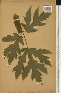 Борщевик Мантегацци Sommier & Levier, Восточная Европа, Центральный лесостепной район (E6) (Россия)