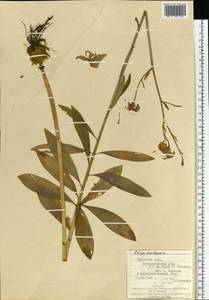 Лилия саранка L., Восточная Европа, Западно-Украинский район (E13) (Украина)