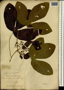 Manihot carthaginensis subsp. glaziovii (Müll.Arg.) Allem, Зарубежная Азия (ASIA) (Индонезия)