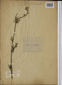 Centaurea calocephala Willd., Западная Европа (EUR) (Неизвестно)