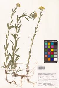 Желтушник душистый Ehrh., Восточная Европа, Южно-Украинский район (E12) (Украина)