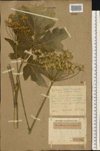 Heracleum sphondylium subsp. sibiricum (L.) Simonk., Восточная Европа, Восточный район (E10) (Россия)