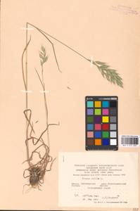 Bromus hordeaceus subsp. hordeaceus, Восточная Европа, Северо-Украинский район (E11) (Украина)