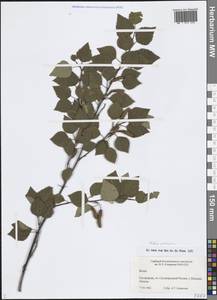 Береза пушистая Ehrh., Восточная Европа, Северо-Западный район (E2) (Россия)