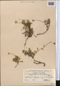 Псевдоглоссантис аулиеатинский (B. Fedtsch.) R.V. Kamelin, Средняя Азия и Казахстан, Западный Тянь-Шань и Каратау (M3) (Казахстан)