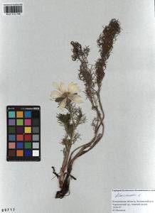 Горицвет весенний, Адонис весенний L., Сибирь, Алтай и Саяны (S2) (Россия)