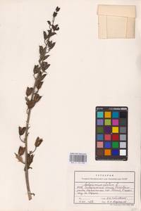 Живокость высокая L., Восточная Европа, Западно-Украинский район (E13) (Украина)