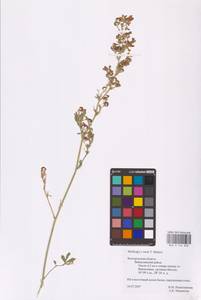 Medicago × varia Martyn, Восточная Европа, Центральный лесостепной район (E6) (Россия)
