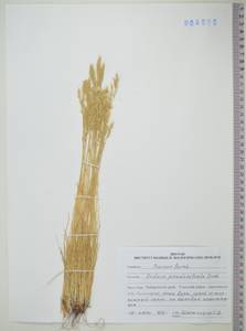 KHA4880, Овсяница ложнобороздчатая Drobow, Сибирь, Дальний Восток (S6) (Россия)