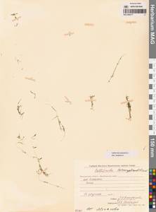 Болотник обыкновенный L., Сибирь, Чукотка и Камчатка (S7) (Россия)