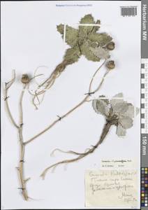 Кузиния ложнородственная Kult., Средняя Азия и Казахстан, Западный Тянь-Шань и Каратау (M3) (Казахстан)