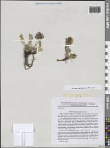 Остролодочник Ушакова Jurtzev, Сибирь, Чукотка и Камчатка (S7) (Россия)