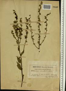 Verbascum chaixii subsp. orientale (M. Bieb.) Hayek, Восточная Европа, Южно-Украинский район (E12) (Украина)