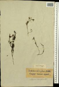 Metalasia tenuifolia DC., Африка (AFR) (ЮАР)
