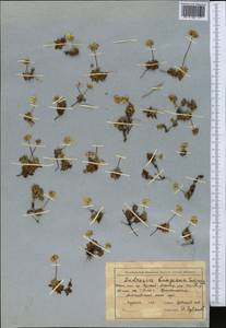 Androsace chamaejasme subsp. lehmanniana (Spreng.) Hultén, Средняя Азия и Казахстан, Северный и Центральный Тянь-Шань (M4) (Киргизия)