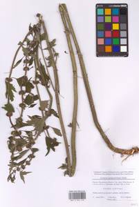 Пустырник пятилопастный Gilib., Восточная Европа, Московская область и Москва (E4a) (Россия)