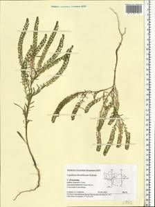 Клоповник густоцветковый Schrad., Восточная Европа, Центральный район (E4) (Россия)
