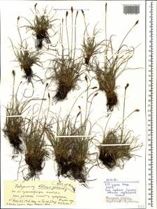 Carex alatauensis S.R.Zhang, Кавказ, Ставропольский край, Карачаево-Черкесия, Кабардино-Балкария (K1b) (Россия)