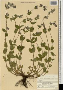 Nepeta racemosa subsp. haussknechtii (Bornm.) A.L.Budantsev, Кавказ, Армения (K5) (Армения)