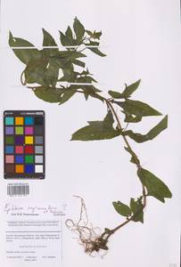 Кипрей розовый  (Boiss.) P.H.Raven, Восточная Европа, Московская область и Москва (E4a) (Россия)