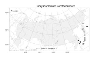 Chrysosplenium kamtschaticum, Селезеночник камчатский Fisch. ex DC., Атлас флоры России (FLORUS) (Россия)