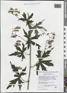 Борец Щукина Turcz., Сибирь, Дальний Восток (S6) (Россия)