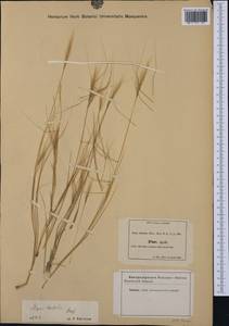 Stipellula capensis (Thunb.) Röser & Hamasha, Западная Европа (EUR) (Италия)