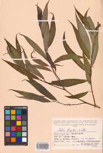Salix alba × fragilis, Восточная Европа, Западный район (E3) (Россия)