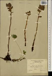 Заразиха, Кавказ, Южная Осетия (K4b) (Южная Осетия)