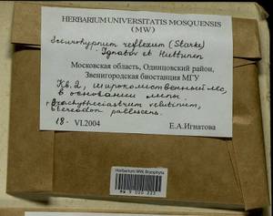 Brachytheciastrum velutinum (Hedw.) Ignatov & Huttunen, Гербарий мохообразных, Мхи - Москва и Московская область (B6a) (Россия)