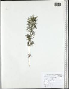 Горицвет весенний, Адонис весенний L., Восточная Европа, Центральный район (E4) (Россия)