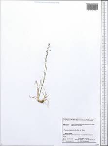 Мятлик немногоколосковый Scribn. & Merr., Сибирь, Центральная Сибирь (S3) (Россия)