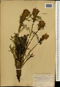 Мытник краснеющий Stephan ex Willd., Монголия (MONG) (Монголия)