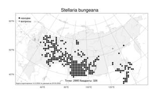 Stellaria bungeana, Звездчатка Бунге Fenzl, Атлас флоры России (FLORUS) (Россия)