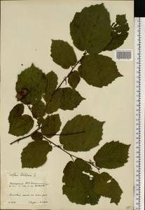 Орешник обыкновенный, Лещина обыкновенная L., Восточная Европа, Восточный район (E10) (Россия)