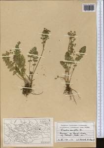 Vicatia coniifolia Wall. ex DC., Средняя Азия и Казахстан, Северный и Центральный Тянь-Шань (M4) (Киргизия)