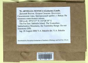 Arnellia fennica (Gottsche) Lindb., Гербарий мохообразных, Мхи - Дальний Восток (без Чукотки и Камчатки) (B20) (Россия)