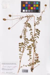 Poterium sanguisorba subsp. sanguisorba, Восточная Европа, Южно-Украинский район (E12) (Украина)